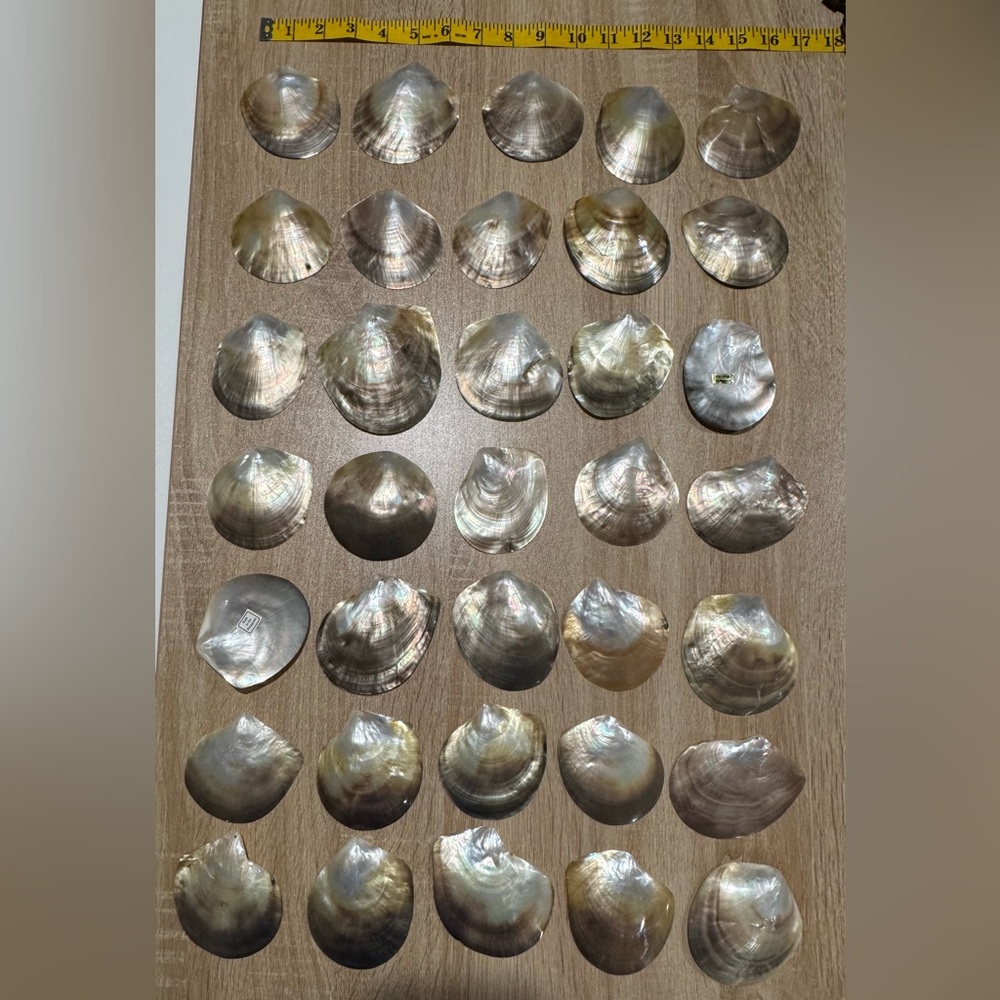 Mother of Pearl Shells- 35 pieces - Picture 3 of 6